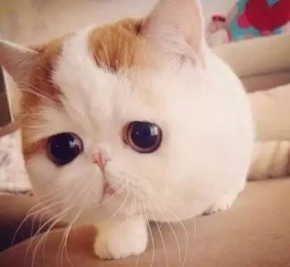 1627551752582427.jpg 微信圖片4.jpg